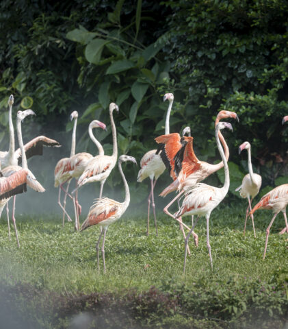 长隆飞鸟乐园-飞鸟活动