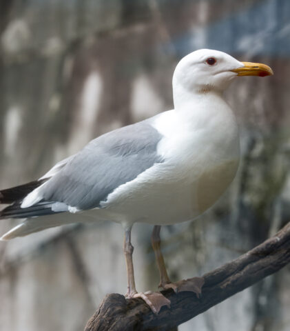 长隆飞鸟乐园-杂图