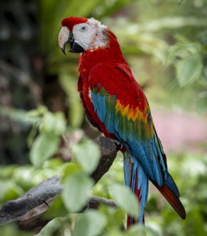 长隆飞鸟乐园-鹦鹉