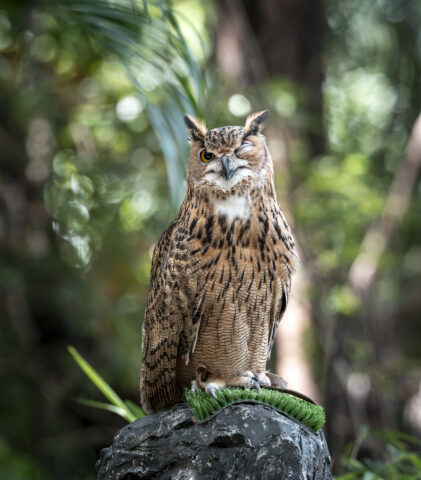 长隆飞鸟乐园-猫头鹰